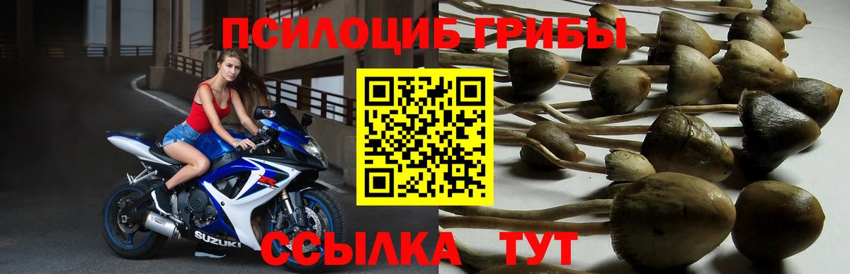 Галлюциногенные грибы Psilocybine cubensis Дубна